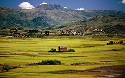 Paysage Malgache